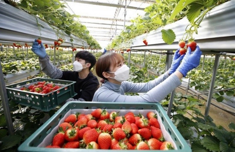 Triển khai hướng dẫn tham gia bảo hiểm tai nạn bắt buộc cho người lao động đi làm việc thời vụ tại Hàn Quốc